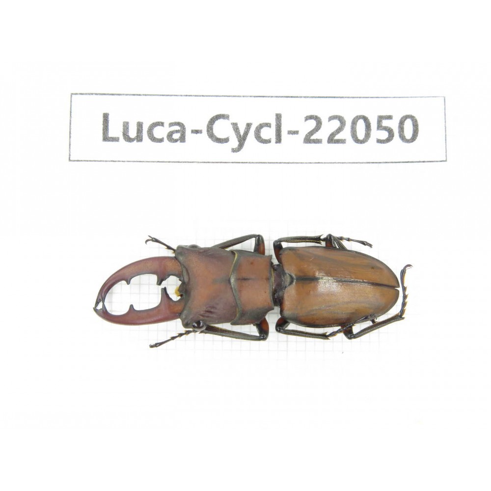 Cyclommathus sp. China, Guizhou, Qiandongnan, Mt.Leigongshan. 1M. Luca-Cycl-22050.