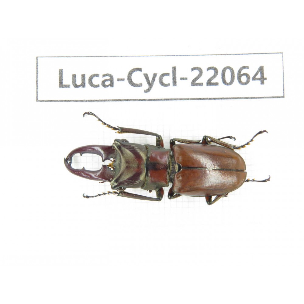 Cyclommathus sp. Myanmar, Kechin area, Nanse.1M. Luca-Cycl-22064.