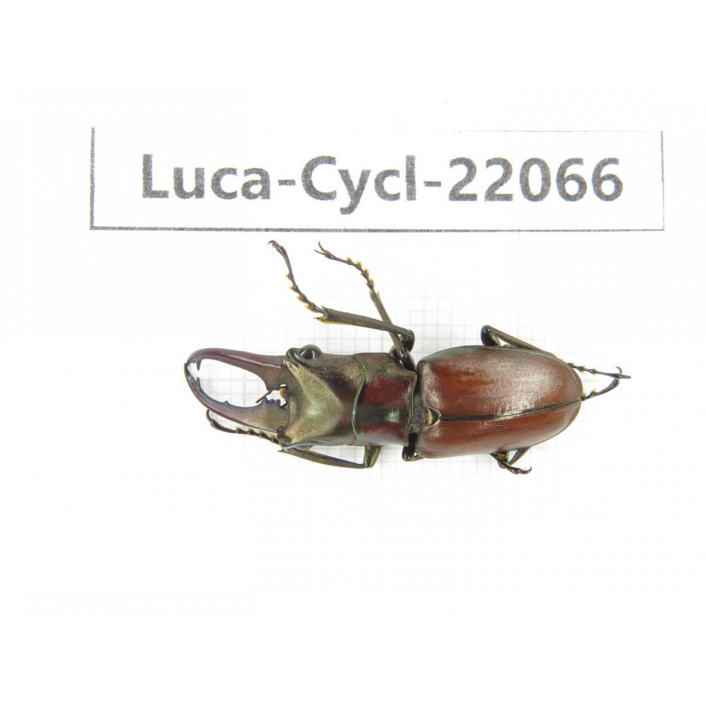 Cyclommathus sp. Myanmar, Kechin area, Nanse.1M. Luca-Cycl-22066.