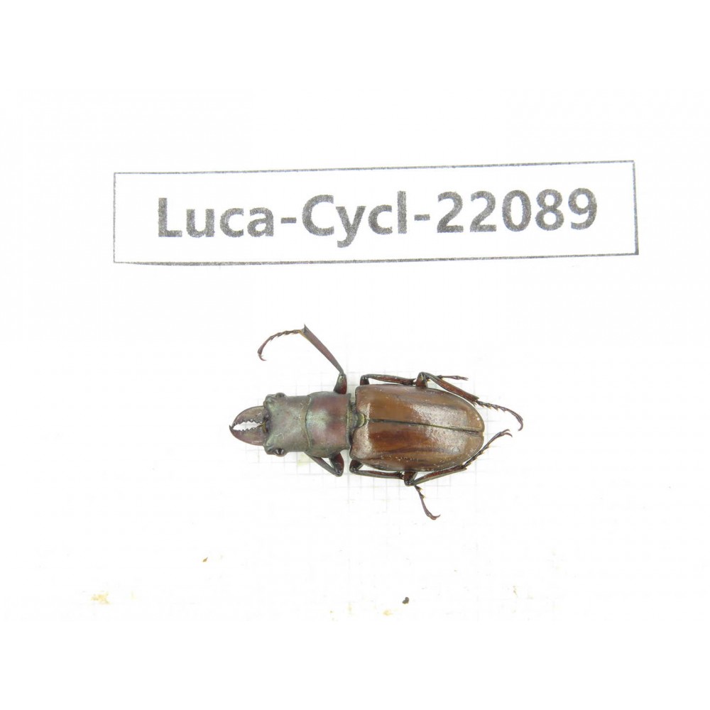 Cyclommathus sp. China, Yunnan, Nujiang, N of Mt.Biluoxueshan. 1M. Luca-Cycl-22089.