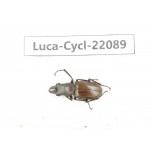 Cyclommathus sp. China, Yunnan, Nujiang, N of Mt.Biluoxueshan. 1M. Luca-Cycl-22089.