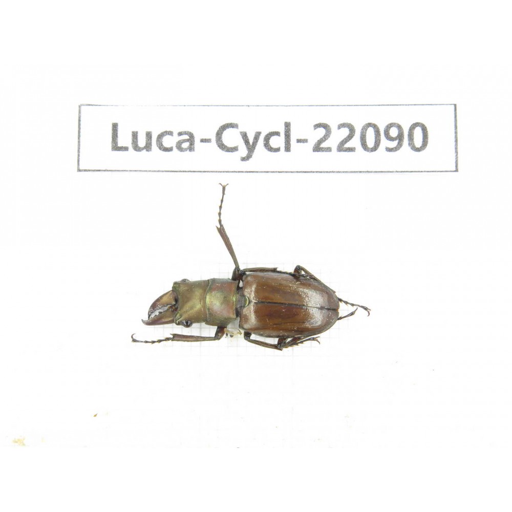 Cyclommathus sp. China, Yunnan, Nujiang, N of Mt.Biluoxueshan. 1M. Luca-Cycl-22090.