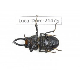 Dorcus sp. Myanmar, Kechin area, Nanse. 1M. Luca-Dorc-21475.