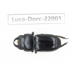 Dorcus sp. China, Tibet, Linzhi, Bomi county. 1M. Luca-Dorc-22001.