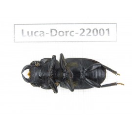 Dorcus sp. China, Tibet, Linzhi, Bomi county. 1M. Luca-Dorc-22001.