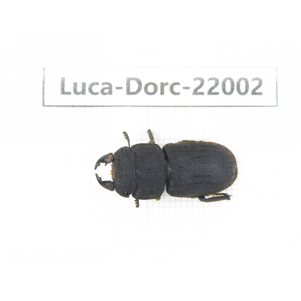 Dorcus sp. China, Tibet, Linzhi, Bomi county. 1M. Luca-Dorc-22002.