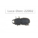 Dorcus sp. China, Tibet, Linzhi, Bomi county. 1M. Luca-Dorc-22002.