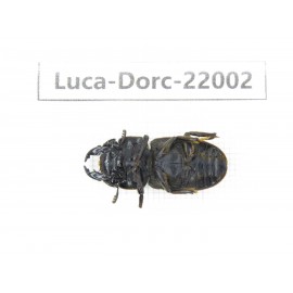 Dorcus sp. China, Tibet, Linzhi, Bomi county. 1M. Luca-Dorc-22002.