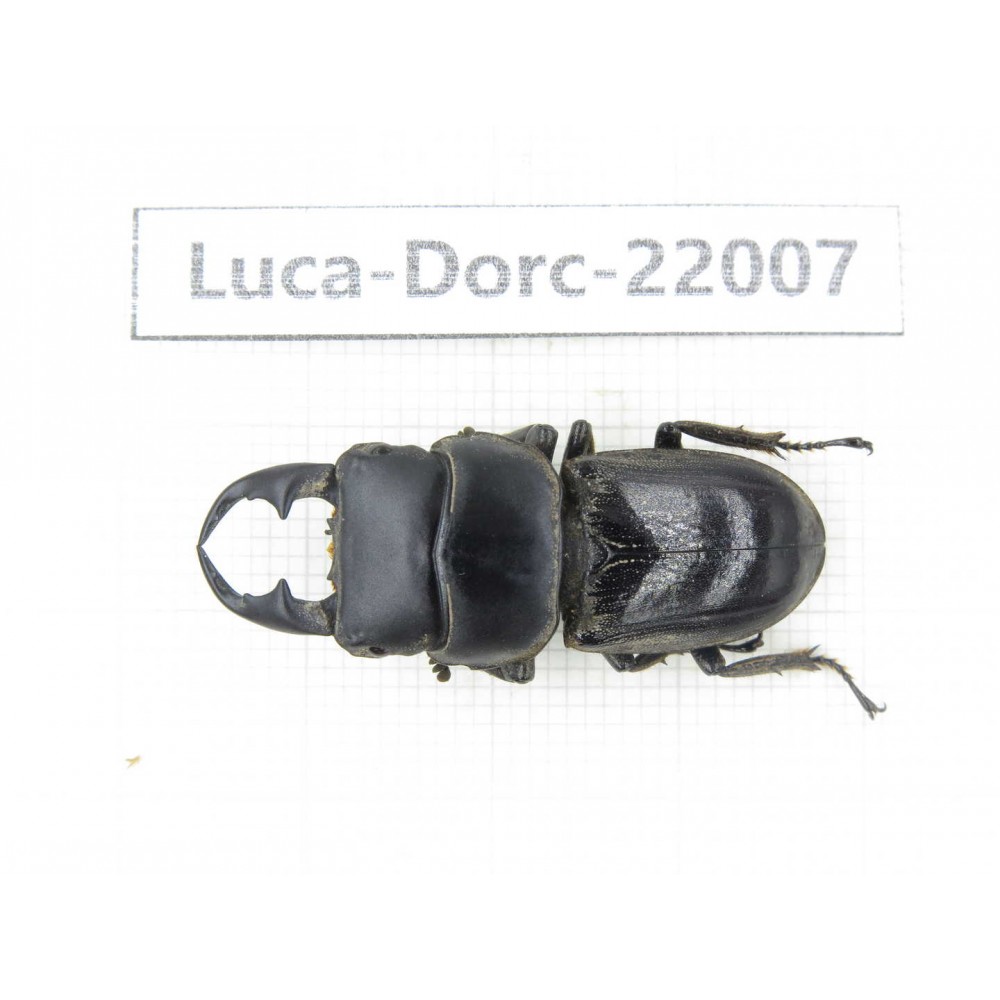 Dorcus sp. China, Yunnan, Chuxiong, Shuangbai county (N Mt.Ailaoshan.) 1M. Luca-Dorc-22007.
