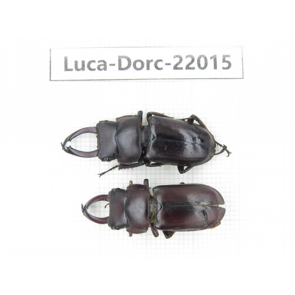 Dorcus sp. China, Yunnan, Chuxiong, Shuangbai county (N Mt.Ailaoshan.) 2M. Luca-Dorc-22015.