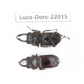 Dorcus sp. China, Yunnan, Chuxiong, Shuangbai county (N Mt.Ailaoshan.) 2M. Luca-Dorc-22015.