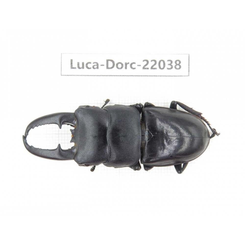 Dorcus titanus ssp. China, Guizhou, Bijie, Jinsha county. 1M. Luca-Dorc-22038.