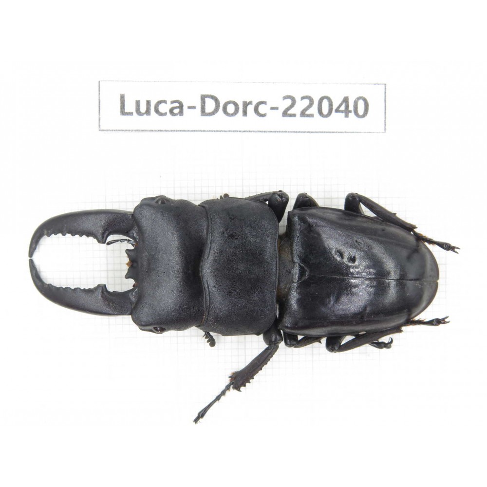 Dorcus titanus ssp. China, Guizhou, Bijie, Jinsha county. 1M. Luca-Dorc-22040.