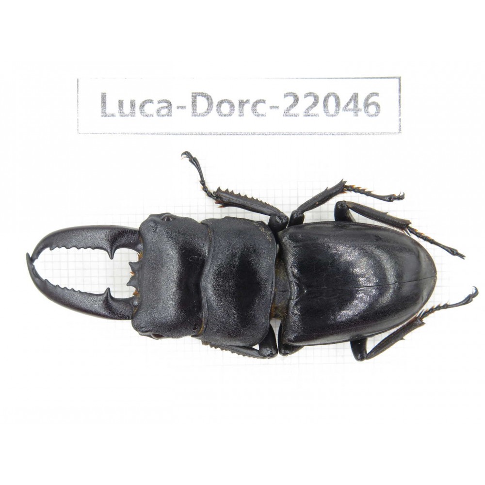 Dorcus titanus ssp. China, Guizhou, Bijie, Jinsha county. 1M. Luca-Dorc-22046.