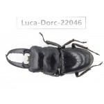 Dorcus titanus ssp. China, Guizhou, Bijie, Jinsha county. 1M. Luca-Dorc-22046.