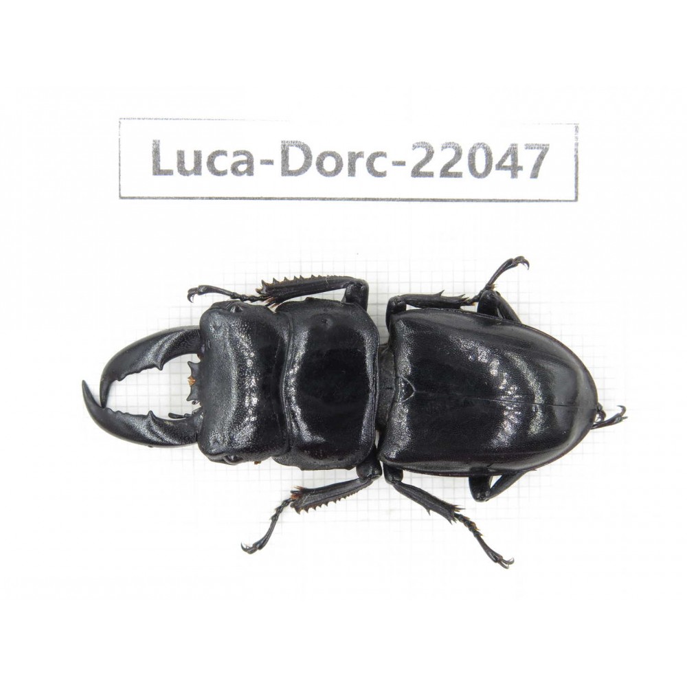 Dorcus titanus ssp. China, Guizhou, Bijie, Jinsha county. 1M. Luca-Dorc-22047.