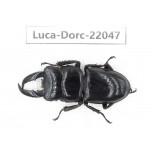 Dorcus titanus ssp. China, Guizhou, Bijie, Jinsha county. 1M. Luca-Dorc-22047.