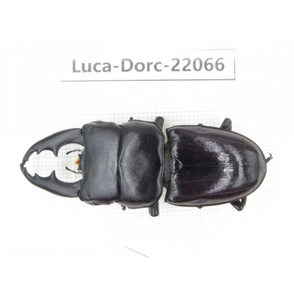 Dorcus sp. China, Yunnan, Honghe, Jinping county. 1M. Luca-Dorc-22066.