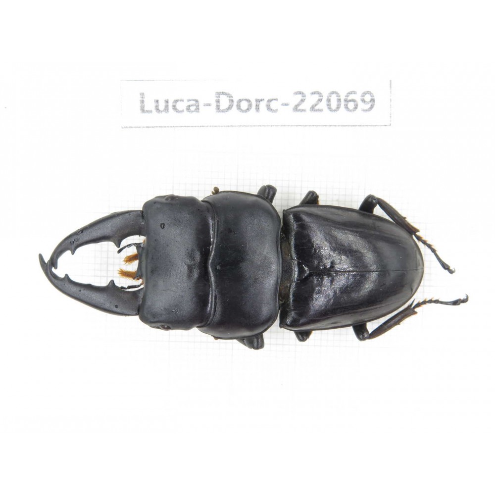 Dorcus sp. China, Yunnan, Honghe, Jinping county. 1M. Luca-Dorc-22069.