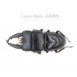 Dorcus sp. China, Yunnan, Honghe, Jinping county. 1M. Luca-Dorc-22069.