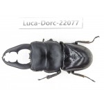 Dorcus sp. China, Yunnan, Honghe, Jinping county. 1M. Luca-Dorc-22077.