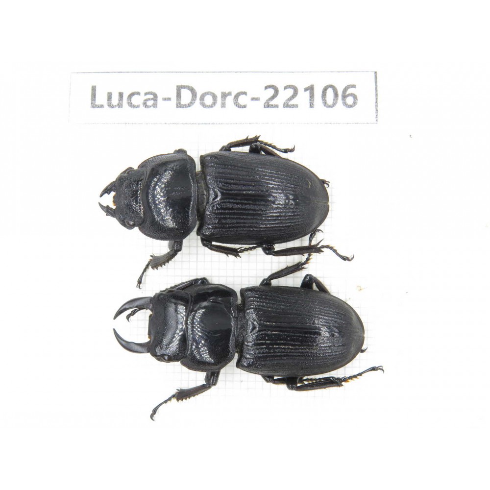 Dorcus sp. China, Tibet, Linzhi, Bomi county. 1P. Luca-Dorc-22106.