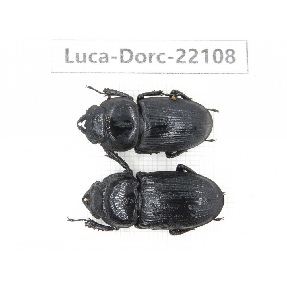 Dorcus sp. China, Tibet, Linzhi, Bomi county. 2F. Luca-Dorc-22108.