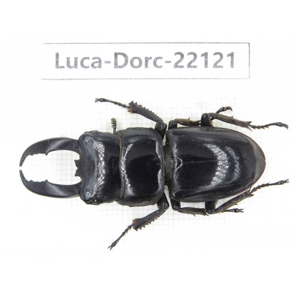 Dorcus titanus ssp. China, Guizhou, Qiandongnan, Taijiang county. 1M. Luca-Dorc-22121.