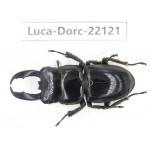 Dorcus titanus ssp. China, Guizhou, Qiandongnan, Taijiang county. 1M. Luca-Dorc-22121.