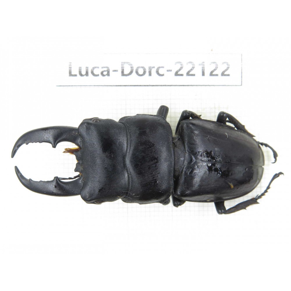 Dorcus titanus ssp. China, Guizhou, Qiandongnan, Taijiang county. 1M. Luca-Dorc-22122.