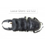 Dorcus titanus ssp. China, Guizhou, Qiandongnan, Taijiang county. 1M. Luca-Dorc-22122.
