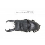 Dorcus titanus ssp. China, Guizhou, Qiandongnan, Mt.Leigongshan.1M. Luca-Dorc-22128.