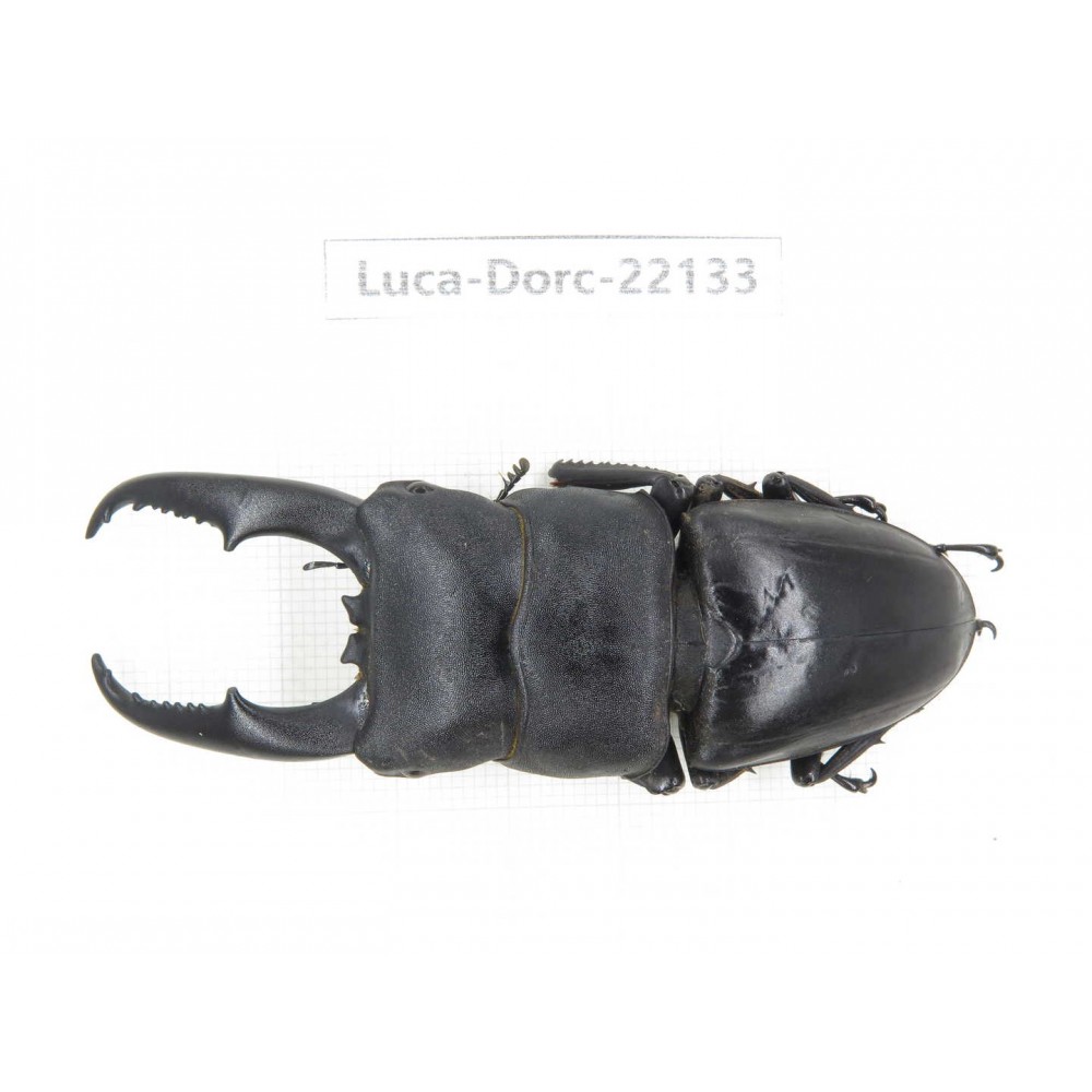 Dorcus titanus ssp. China, Guizhou, Qiandongnan, Mt.Leigongshan.1M. Luca-Dorc-22133.