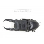 Dorcus titanus ssp. China, Guizhou, Qiandongnan, Mt.Leigongshan.1M. Luca-Dorc-22133.