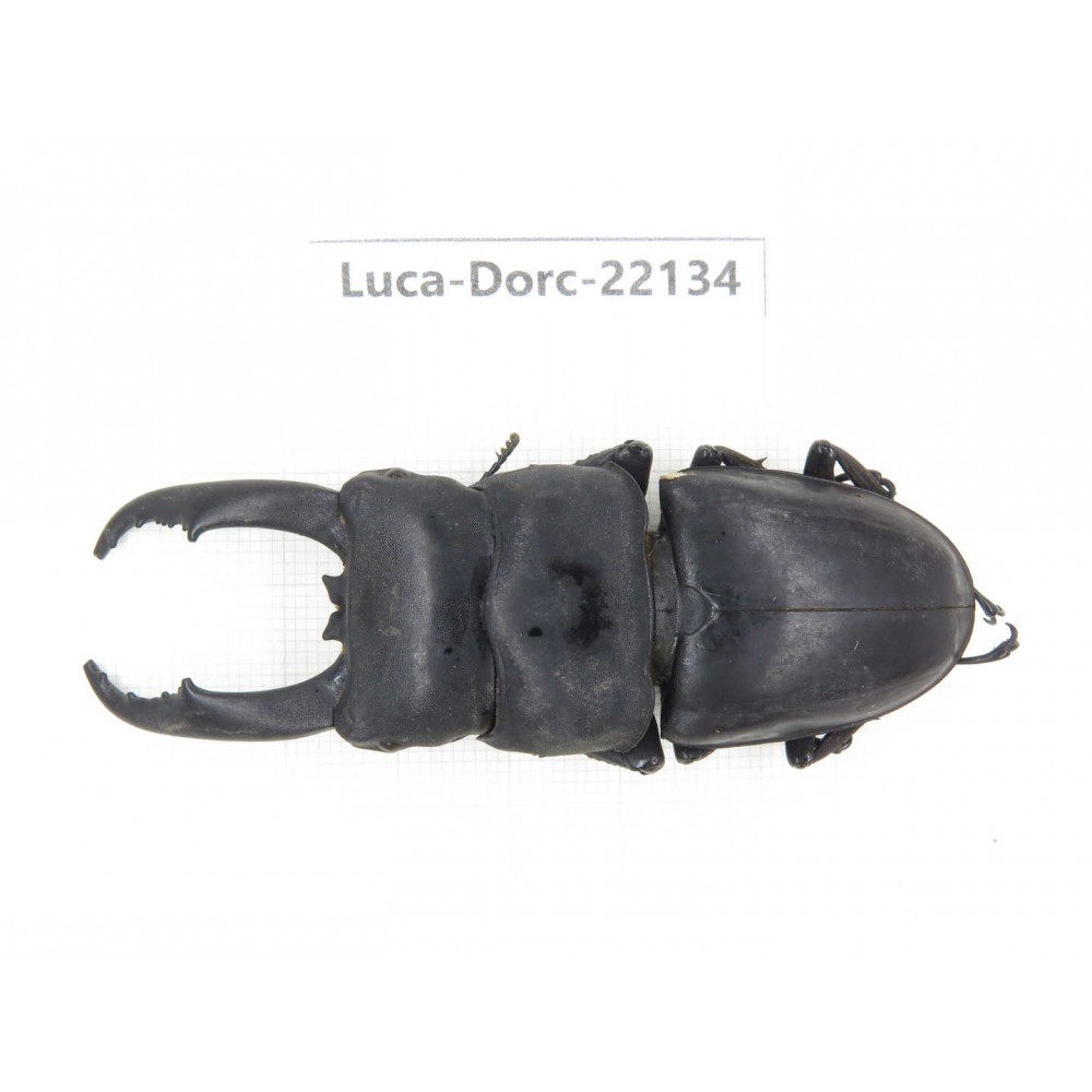 Dorcus titanus ssp. China, Guizhou, Qiandongnan, Mt.Leigongshan.1M. Luca-Dorc-22134.