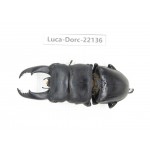 Dorcus titanus ssp. China, Guizhou, Qiandongnan, Mt.Leigongshan.1M. Luca-Dorc-22136.