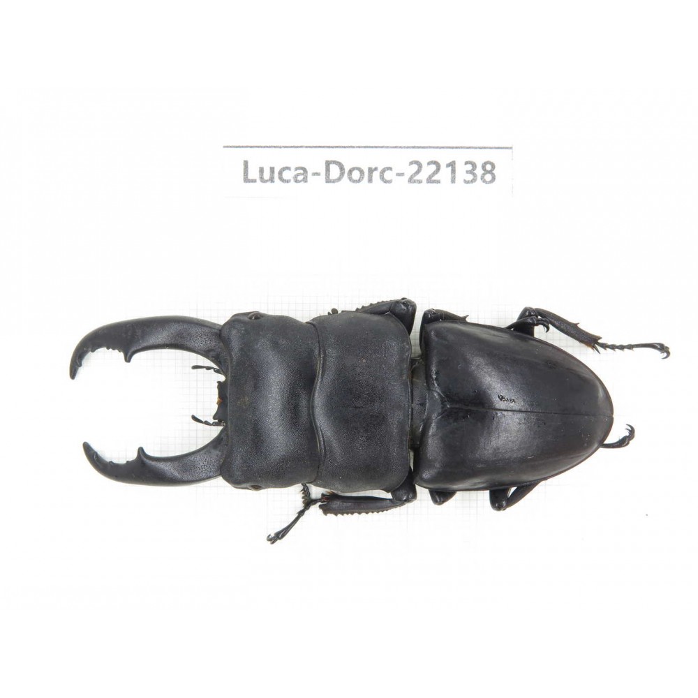 Dorcus titanus ssp. China, Guizhou, Qiandongnan, Mt.Leigongshan.1M. Luca-Dorc-22138.