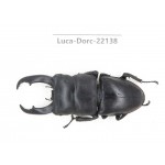 Dorcus titanus ssp. China, Guizhou, Qiandongnan, Mt.Leigongshan.1M. Luca-Dorc-22138.