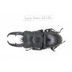 Dorcus titanus ssp. China, Guizhou, Qiandongnan, Mt.Leigongshan.1M. Luca-Dorc-22139.