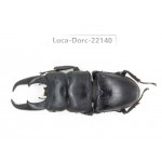 Dorcus titanus ssp. China, Guizhou, Qiandongnan, Mt.Leigongshan.1M. Luca-Dorc-22140.