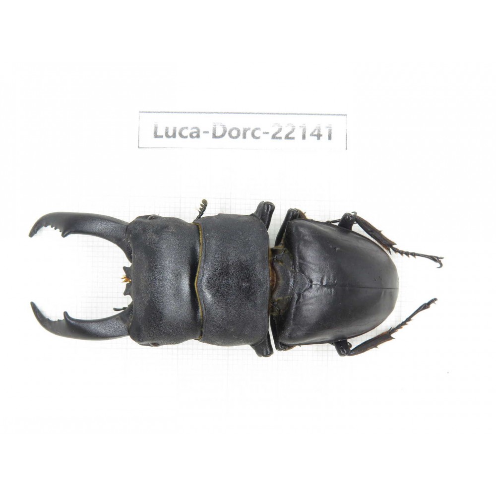 Dorcus titanus ssp. China, Guizhou, Qiandongnan, Mt.Leigongshan.1M. Luca-Dorc-22141.