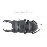 Dorcus titanus ssp. China, Guizhou, Qiandongnan, Mt.Leigongshan.1M. Luca-Dorc-22141.