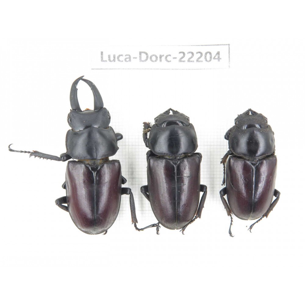 Dorcus sp. Myanmar, Kechin area, Nanse.1M2F. Luca-Dorc-22204.