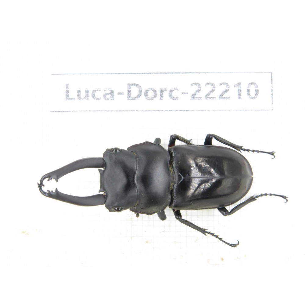 Dorcus sp. Myanmar, Kechin area, Nanse.1M. Luca-Dorc-22210.