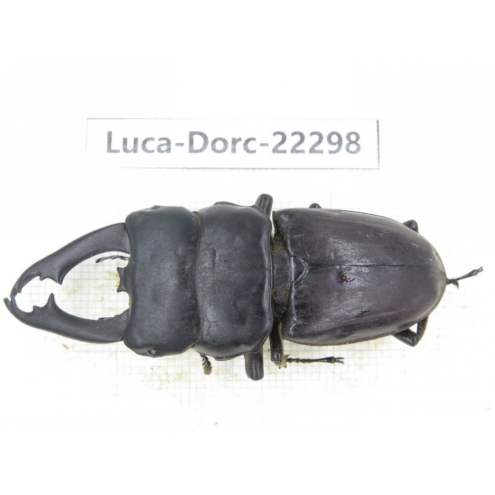 Dorcus sp. Myanmar, Kechin area, Nanse.1M. Luca-Dorc-22298.