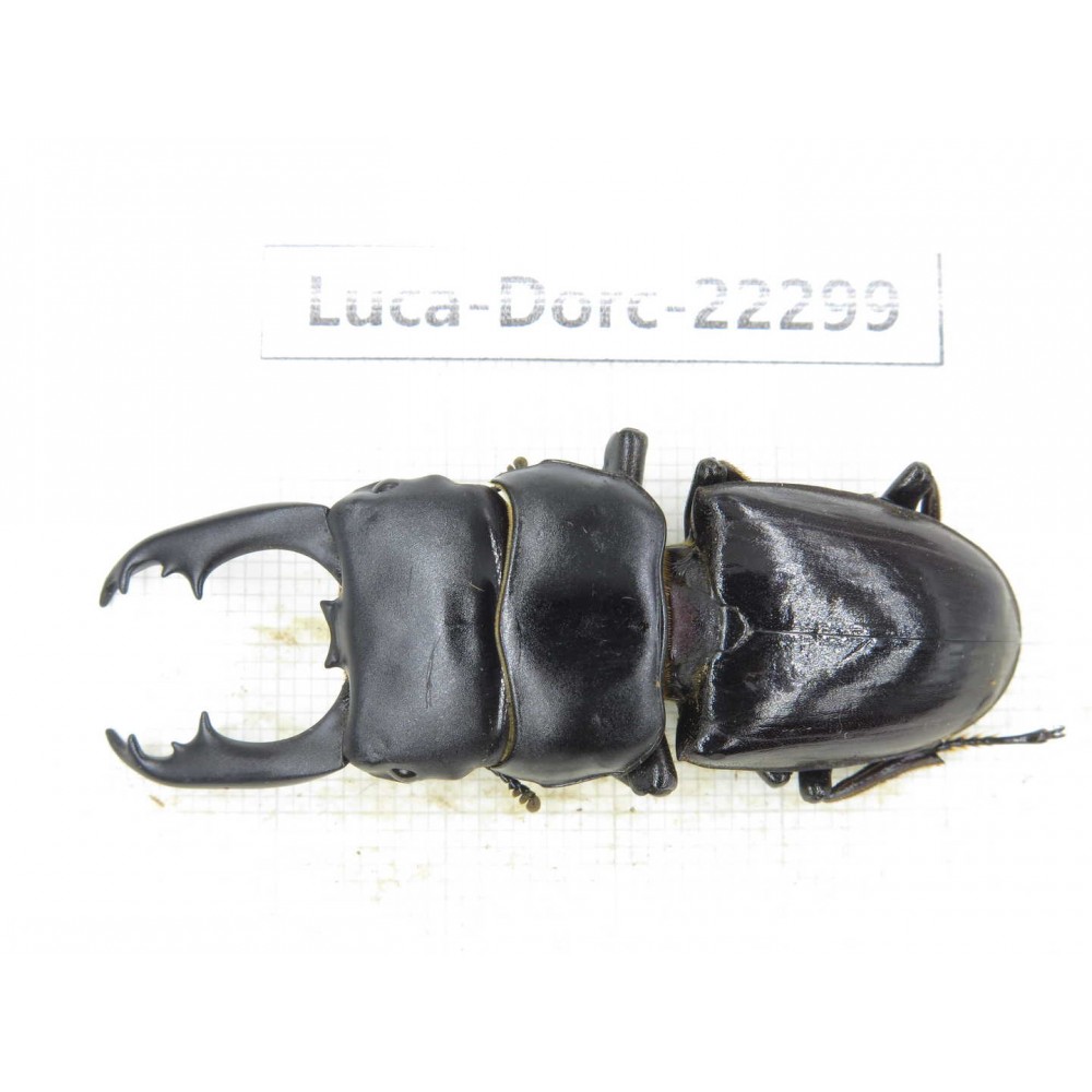 Dorcus sp. Myanmar, Kechin area, Nanse.1M. Luca-Dorc-22299.