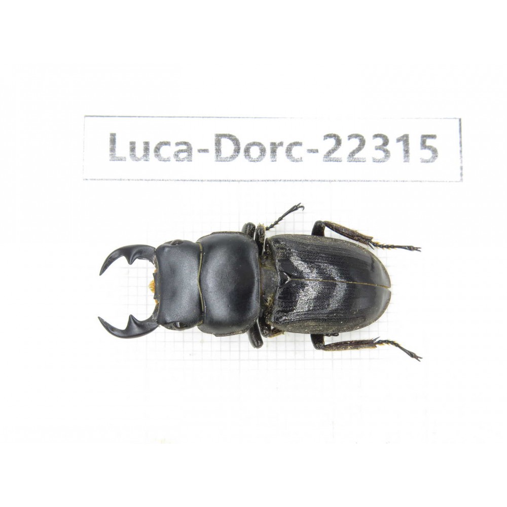 Dorcus sp. Myanmar, Kechin area, Nanse.1M. Luca-Dorc-22315.
