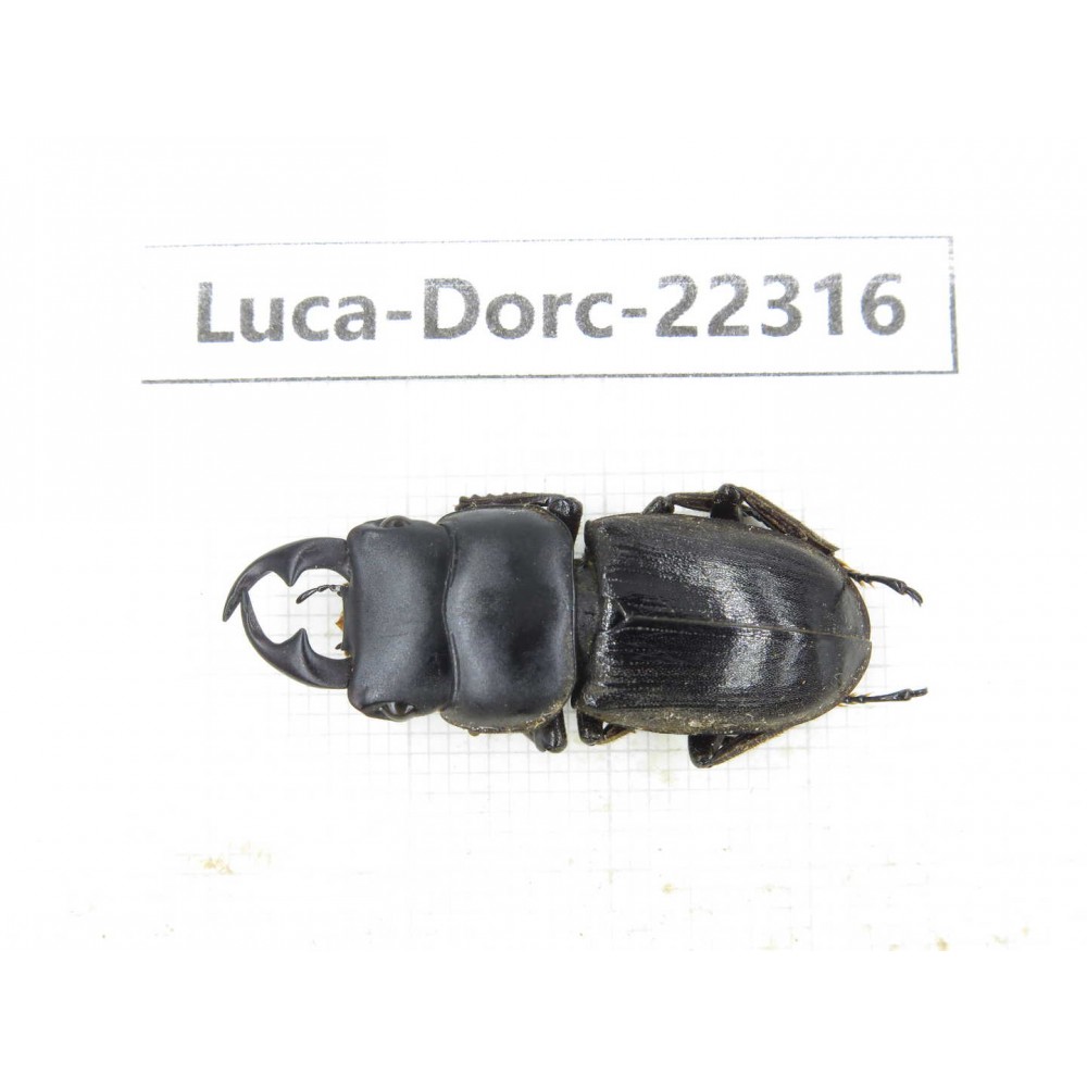 Dorcus sp. Myanmar, Kechin area, Nanse.1M. Luca-Dorc-22316.