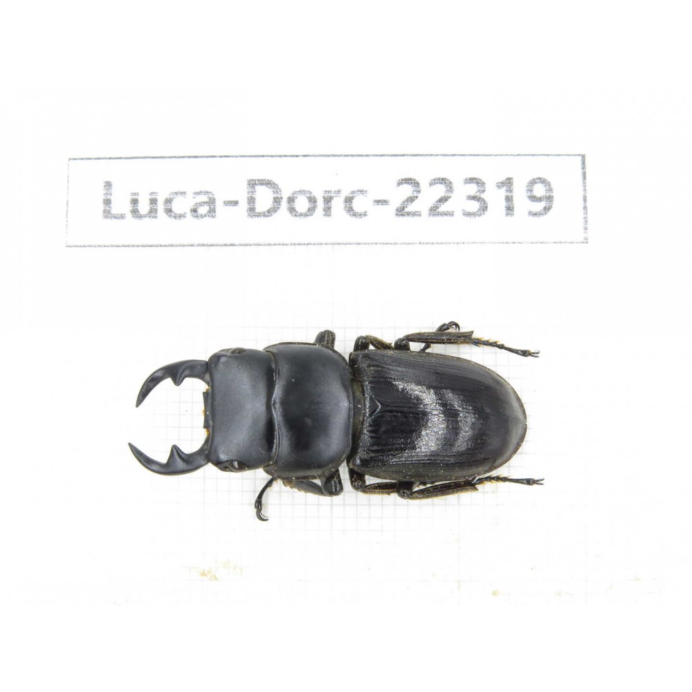 Dorcus sp. Myanmar, Kechin area, Nanse.1M. Luca-Dorc-22319.