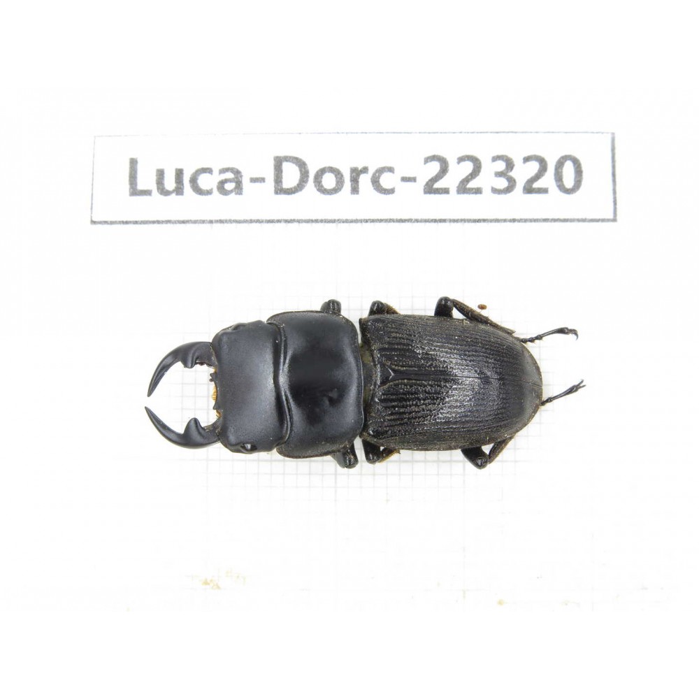 Dorcus sp. Myanmar, Kechin area, Nanse.1M. Luca-Dorc-22320.